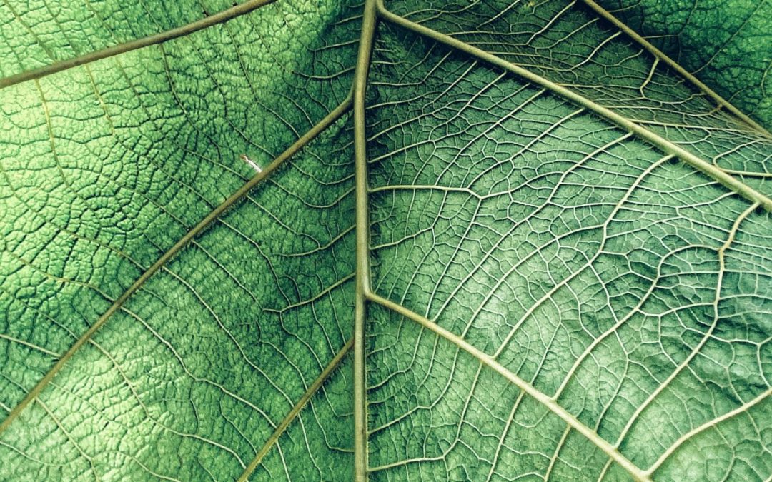 Krampfadern natürlich heilen: Effektive Methoden und Tipps